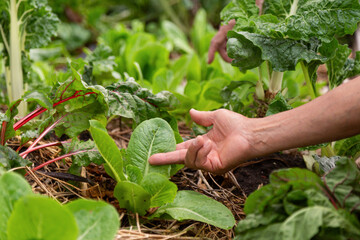 A hand is touching a leafy green plant in a garden. The garden is full of various plants, including spinach and lettuce. Concept of connection and appreciation for nature