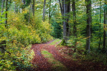 Landscape view of the Bavarian forest path in the autumn evening. Bavaria, Germany. Autumn in the forest with mushrooms and colorful leaves