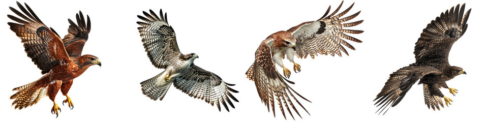 Obraz premium Hawks in flight, displaying impressive wingspan, on white isolated background.