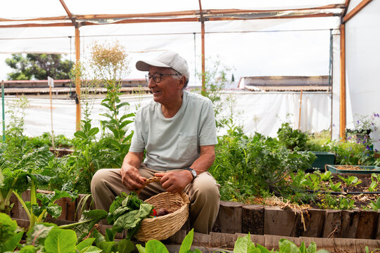 An older man is sitting in a greenhouse, smiling and holding a basket of vegetables. Concept of happiness and contentment, as the man enjoys his time tending to the plants