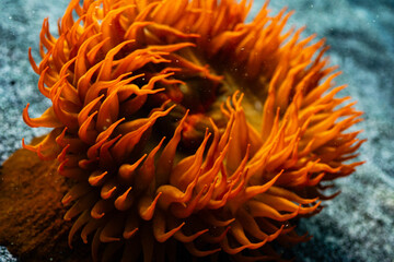 anemone