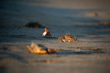 sand crab