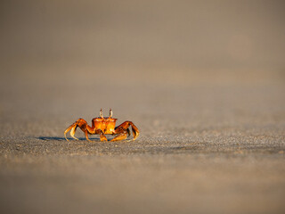 sand crab