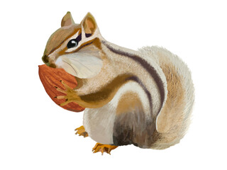 シマリス（頬袋）アーモンド付き