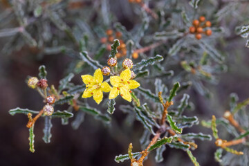 Phebalium bullatum - Desert Phebalium