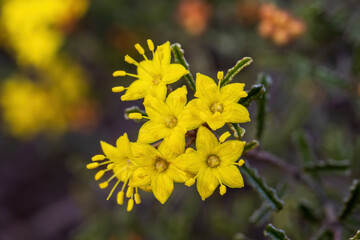 Phebalium bullatum - Desert Phebalium