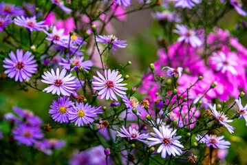 flowers in the garden