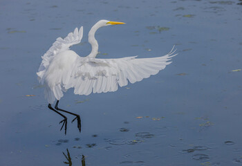 Great White Egret About To Land