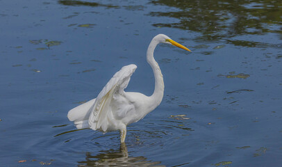 Egret Hunting