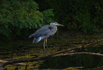 Great Blue Heron On Log