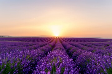 Vibrant Lavender Fields Under a Stunning Sunset Sky