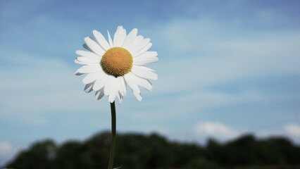 Daisy flower that represents gloom. A lonely feeling and abandoned saying goodbye in black feeling...