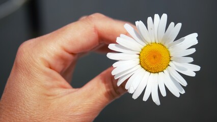 Daisy flower that represents gloom. A lonely feeling and abandoned saying goodbye in black feeling that symbolizes mourning and letting go.