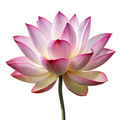 lotus flower featuring soft pink petals and a serene natural form, displayed against a clean white backdrop.