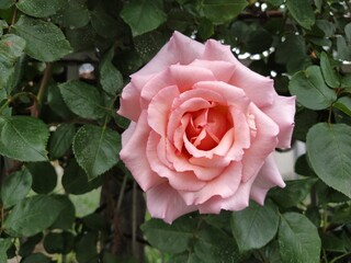 A soft pink rose showcases its beautiful petals, gently unfurling in a vibrant garden filled with lush foliage under bright sunlight.