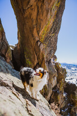Australian Shepherd, Aspen Arch, Colorado