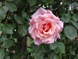A soft pink rose showcases its beautiful petals, gently unfurling in a vibrant garden filled with lush foliage under bright sunlight.