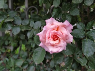 A soft pink rose showcases its beautiful petals, gently unfurling in a vibrant garden filled with lush foliage under bright sunlight.