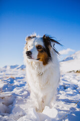Colorado Winter Hiking Dog