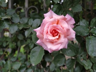 A soft pink rose showcases its beautiful petals, gently unfurling in a vibrant garden filled with lush foliage under bright sunlight.