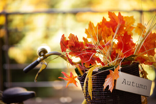 Bouquet of autumn maple leaves and dry ears of wheat in the basket of an old yellow bicycle. The vibe of an autumn walk in the park.
