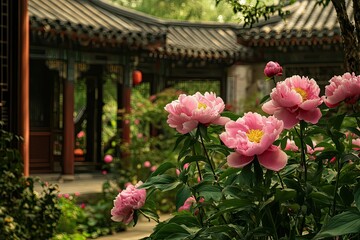 Pink Peonies Blooming in Front of a Traditional Chinese Building