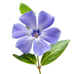 Fototapeta premium Elegant periwinkle flower in full bloom, featuring soft violet petals and lush green leaves, captured in detail against a white background.