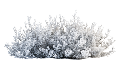  Winter Frosty Bush, isolated on transparent background