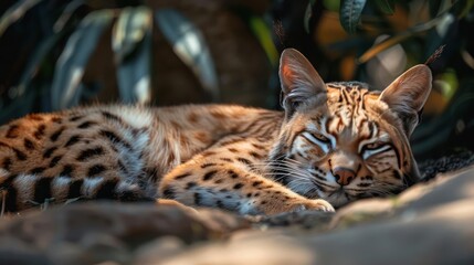 a close up of a cat laying on a rock