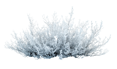  Winter Frosty Bush, isolated on transparent background