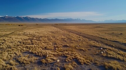 Expansive Patagonian sheep farms blanket the steppe under the watchful eye of distant mountains during a clear day