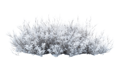  Winter Frosty Bush, isolated on transparent background