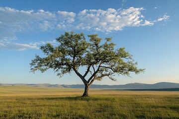 Fototapeta premium A lone tree stands tall in a vast grassy plain against a backdrop of rolling hills and a blue sky with fluffy clouds.