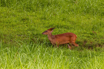 Fototapeta premium The Southern Red Muntjac (Muntiacus muntjak), also known as the Indian Muntjac, is a small deer species with short, reddish-brown fur, a white underbelly, and distinctive small antlers on males.