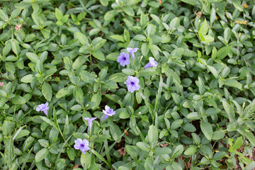Many purple flowers are blooming.