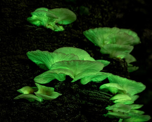 Ghost Mushroom (Omphalotus nidiformis) bioluminescent fungi glowing in the dark selected focus.
