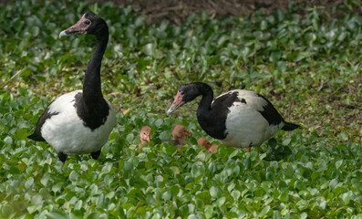 Magpie Goose (Anseranus semipalmata) family