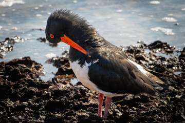 A Pied Oystercatcher preening itself on a rocky beach at low tide