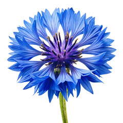 Obraz premium Bright blue cornflower in bloom, featuring delicate, layered petals and a vibrant center, isolated on a white background.