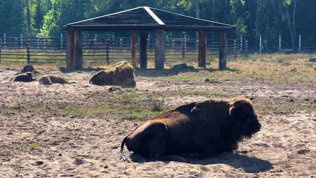 Wild European bison or bison family (Bison bonasus) in the National Park "Belovezhskaya Pushcha". The bison is an animal listed in the Red Book. UNESCO World Heritage Site. 4K