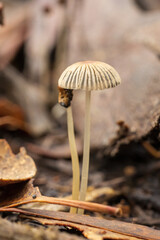 Parasola plicatilis (Coprinus plicatilis) is a small mushroom that is conical when young and then becomes flat like a parasol