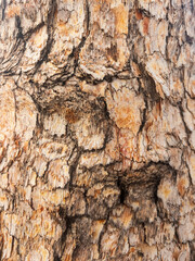 The bark of the tree known as the Western Bloodwood (Corymbia Terminalis)