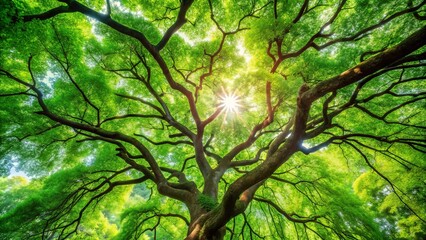 Obraz premium An Expansive Canopy of Lush Greenery, Bathed in the Golden Glow of the Sun, Offers a Tranquil Escape from the World's Worries.