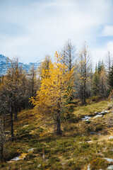 Landscape of Larch Valley, Banff National Park, Alberta, Canada. Yellow larch in autumn.