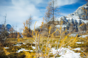 Landscape of Larch Valley, Banff National Park, Alberta, Canada. Yellow larch in autumn.