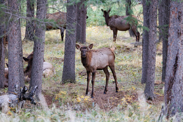 Wild Elk in Banff National Park is a walking street in the town.