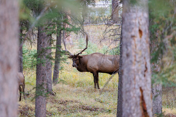 Wild Elk in Banff National Park is a walking street in the town.