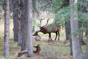 Wild Elk in Banff National Park is a walking street in the town.
