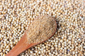 Coriander Powder on wooden spoon with a coriander seeds background. Food Ingredients