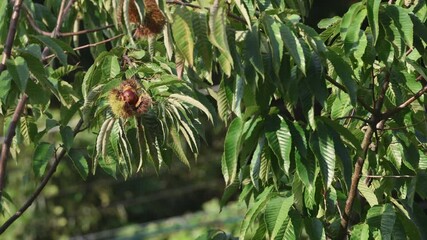 Autumn seasonal fruit - chestnut fruit on a chestnut tree in warm sunlight. with the sounds of nature